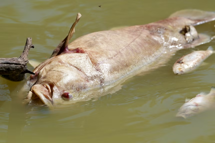 Murray Cod