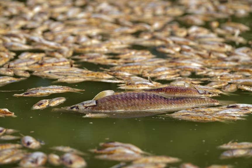 About 20 million fish died