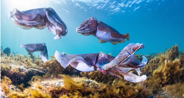 Australia’s X-rated underwater show